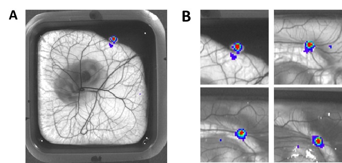 Mesothelioma cell line (MESO-8T) stably expressing luciferase was implanted on the chorioallantoic membrane (CAM) at embryonic day 7 (E7).