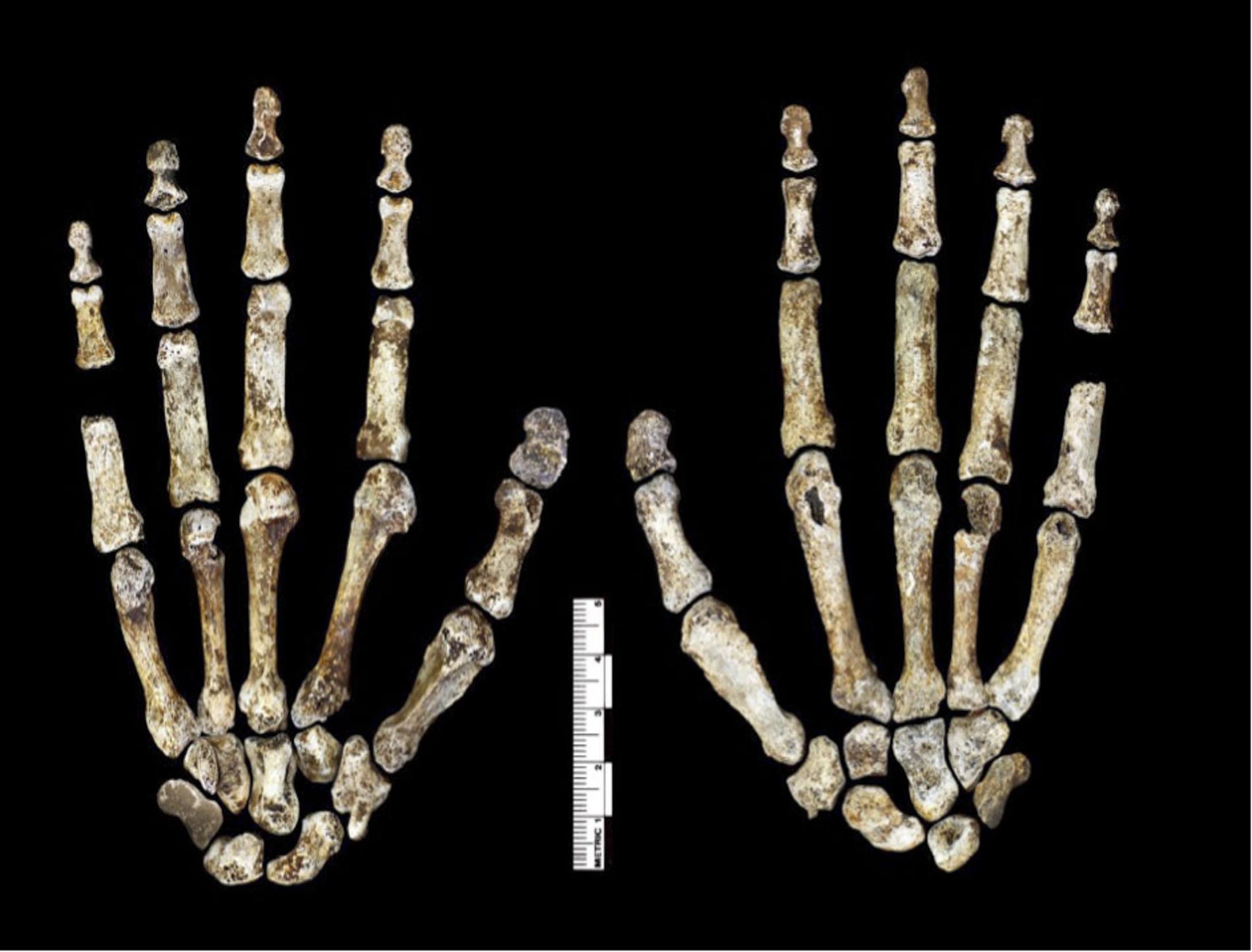 Homo naledi