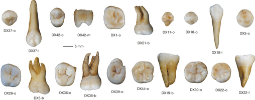 Homo Teeth Nature