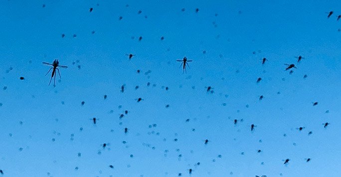 Swarm of insects flying in the sky