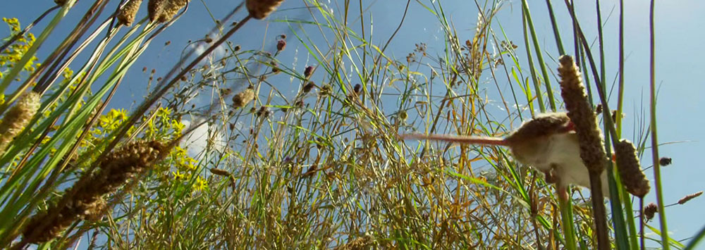 Harvest mouse climbing grass