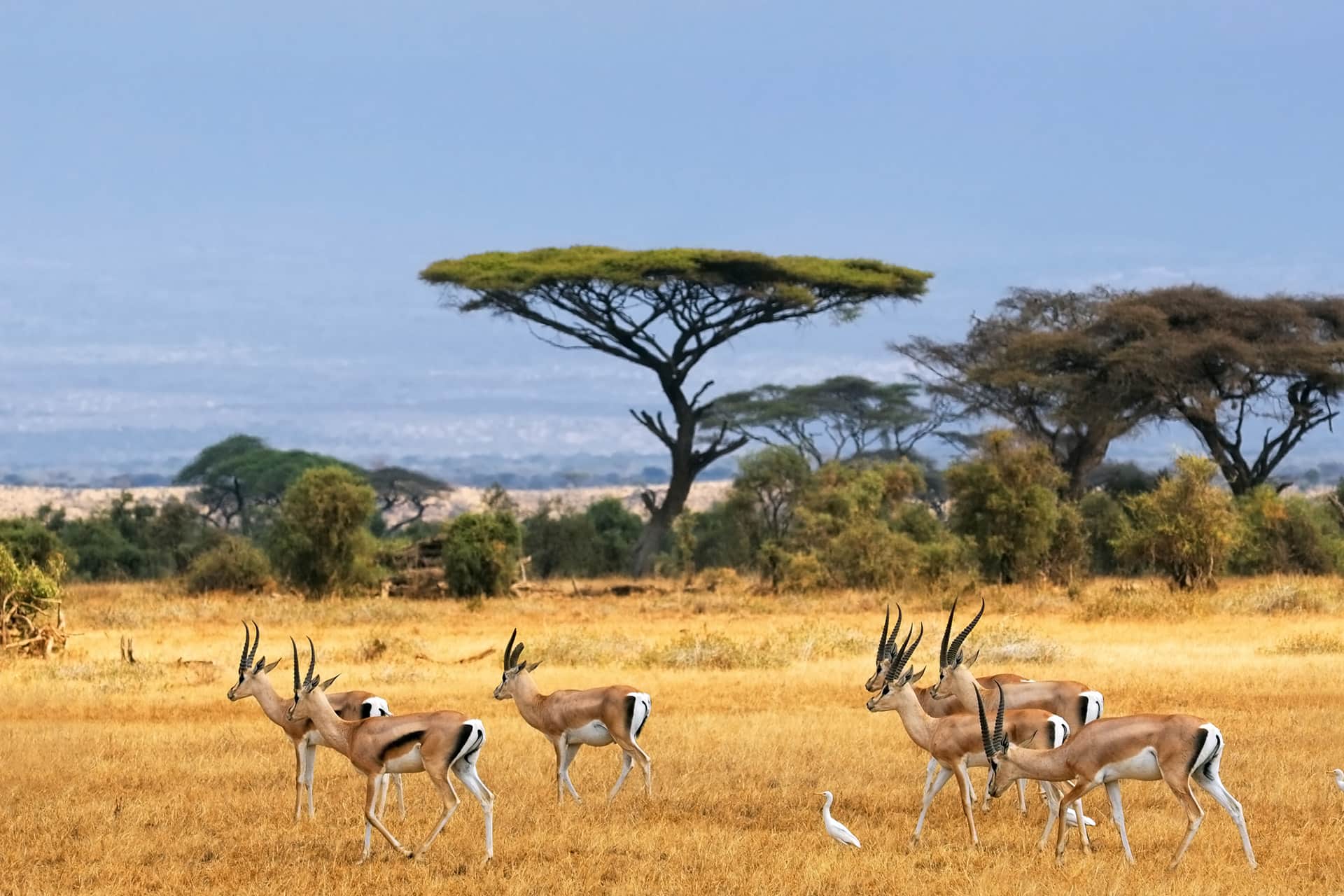 African landscape with gazelles, Amboseli, Kenya