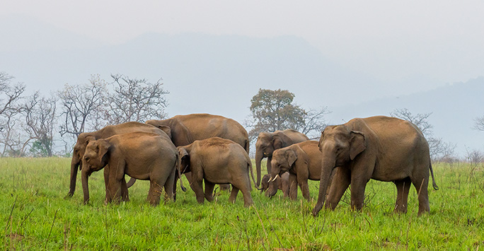 Family of Asian elephants