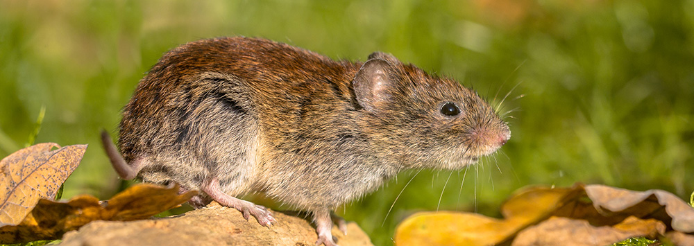 bank vole resting on a log