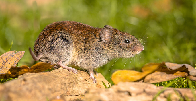 Banl vole resting on log