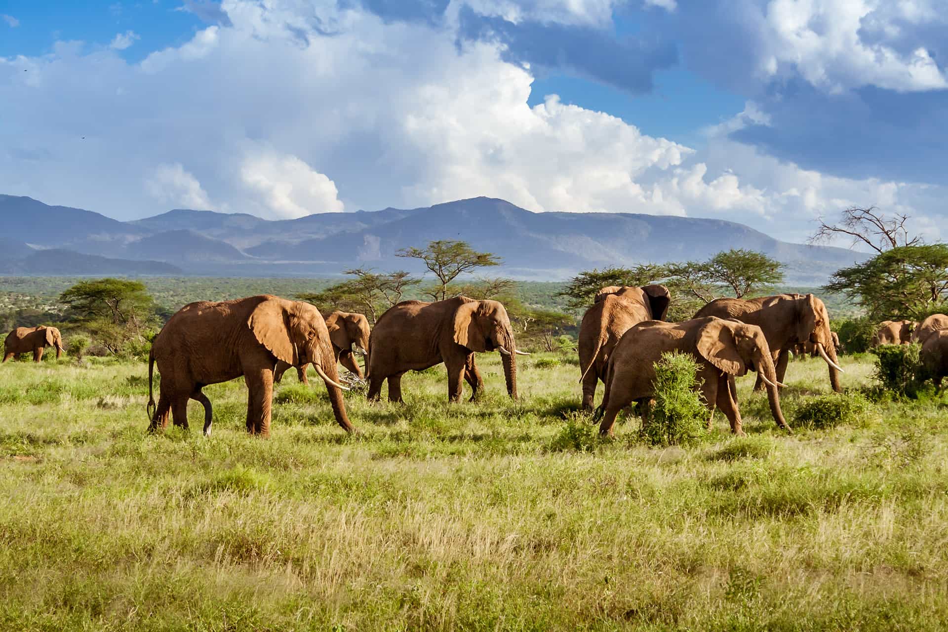 Herd of elephants in the african savannah