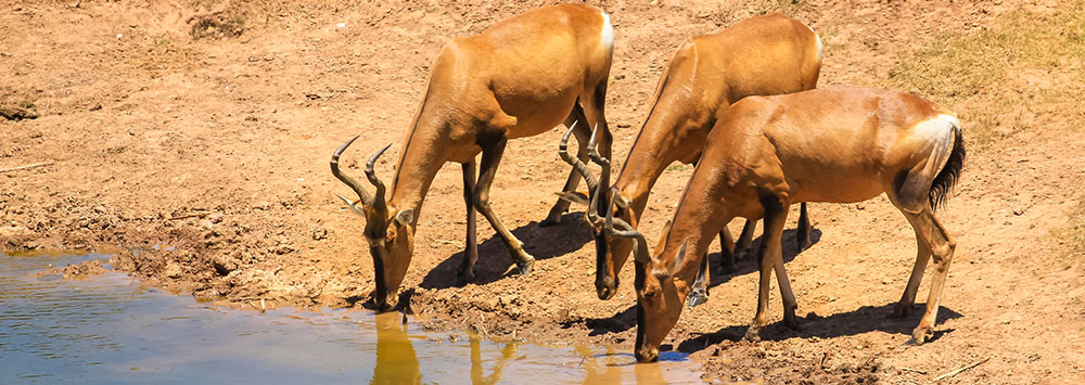 Antelope drinking water