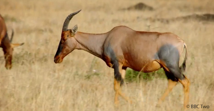 Topi antelope documentary