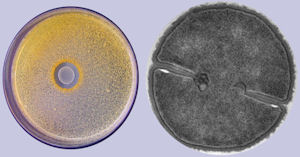Modeling interactions within a cell