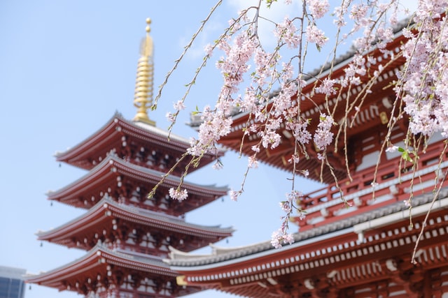 red traditional chinese temple with cherry blossom against a blue sky