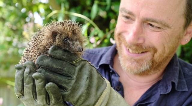 Man holding hegehog in gloves 