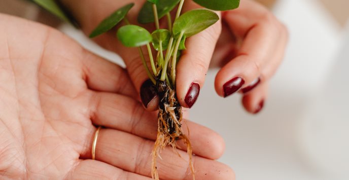 Womans hands holding a small green plant with roots
