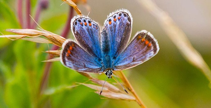 Blue buuterfly siiting on a grass stalk