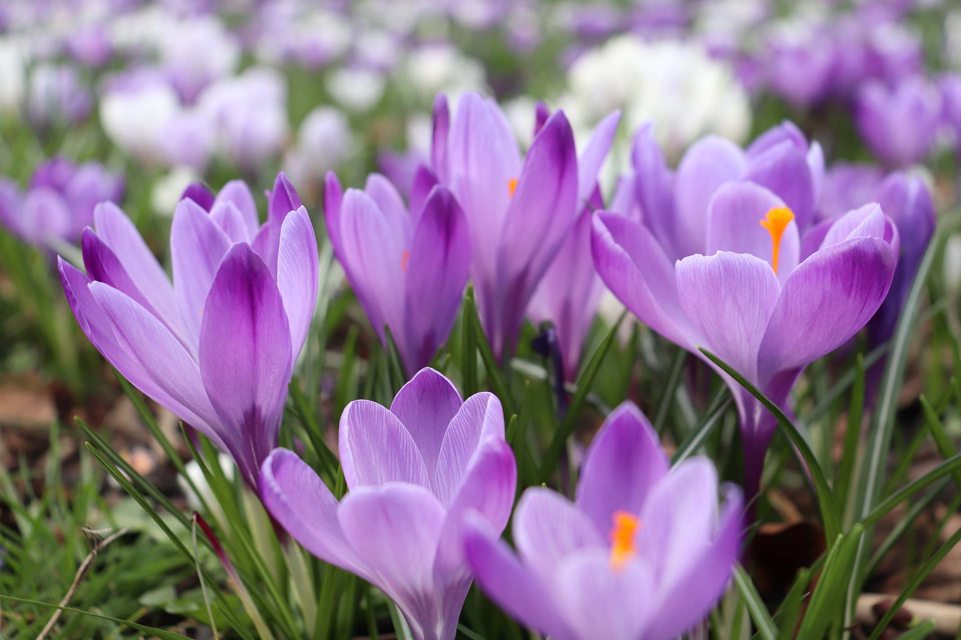 Violent and white coloured crocuses