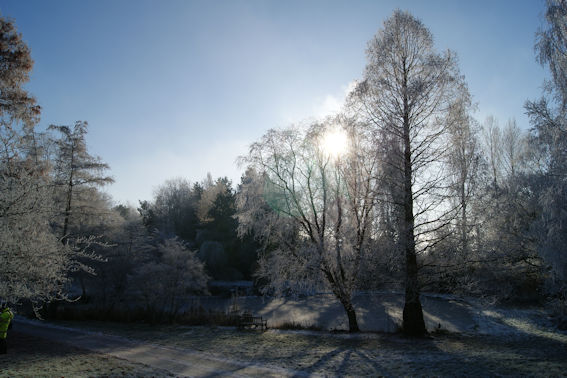 winter sun setting through trees
