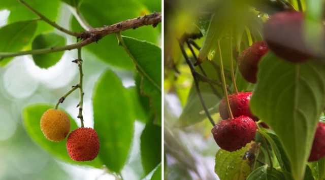 Strawberry like fruits on a tree