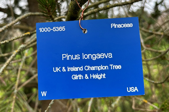 A blue plant label, indicating a tree that's remarkable because of its height, size or significance.