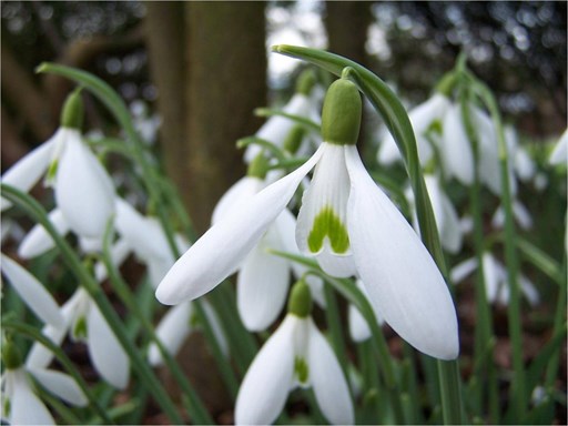 Galanthus Atkinsii_512x384