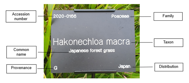 An example of a plant label at Ness. The label includes the plant accession number, common name, provenance, family, taxon and country of distribution.