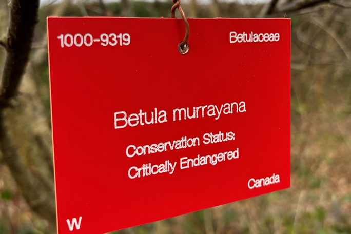 A red plant label at Ness Botanic Gardens, indicating a plant is endangered in its natural habitat.