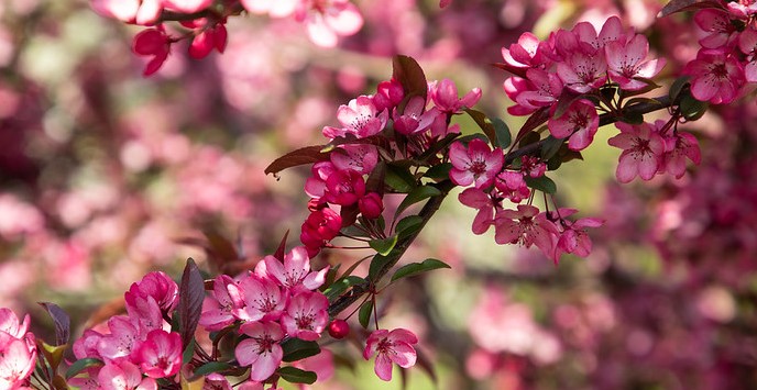 Pink flowers apple tree