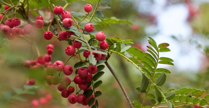 Red berries on a rowan tree