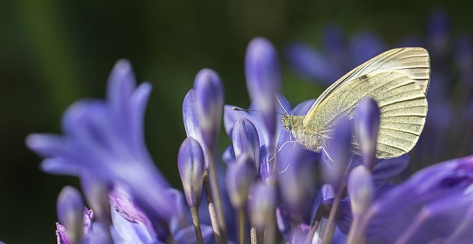 White butterfly sitting on a flower