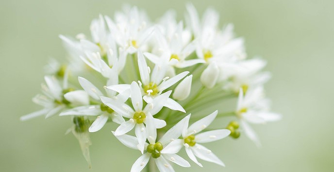 Close up of a flower