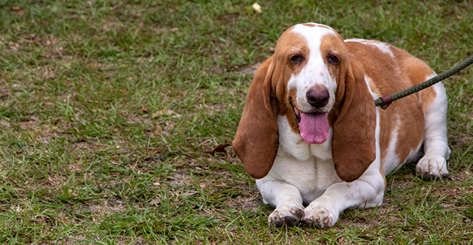 Overweight dog