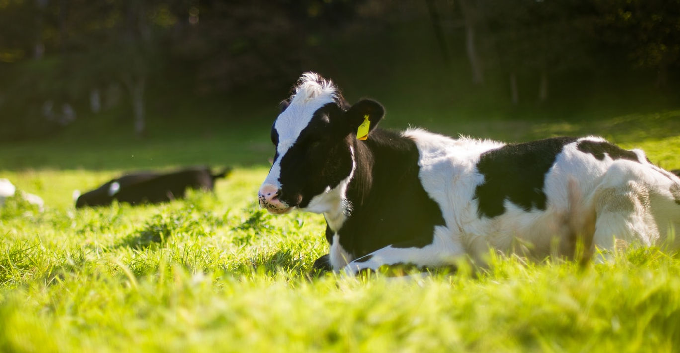 Parasitology cow