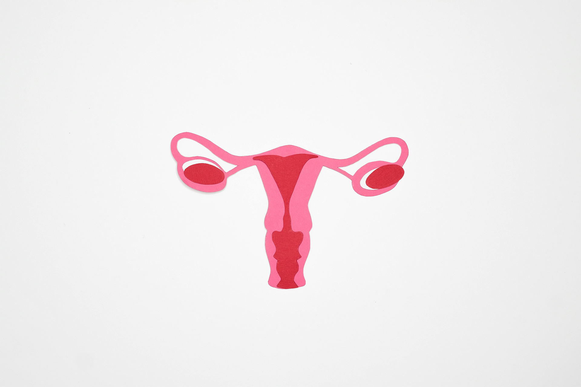 A pink illustration of a woman's reproductive system