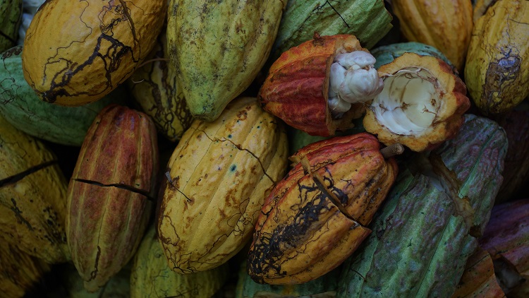 Cocoa beans from the Dominican Republic