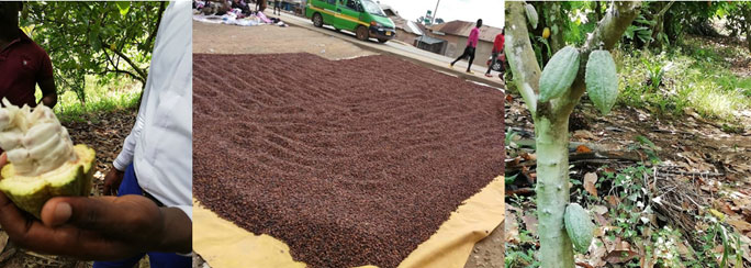 Collage of the cocoa manufacturing process