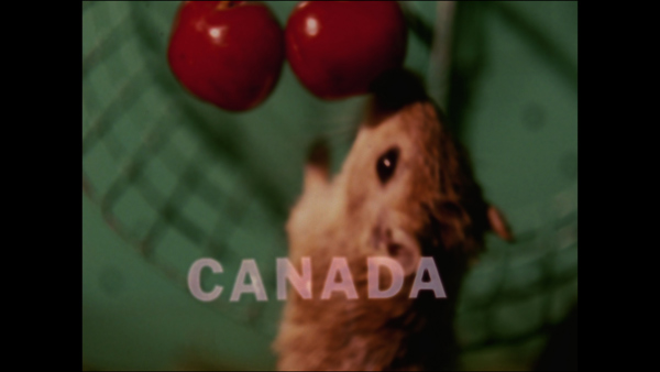 Gerbil eating a berry - Canada
