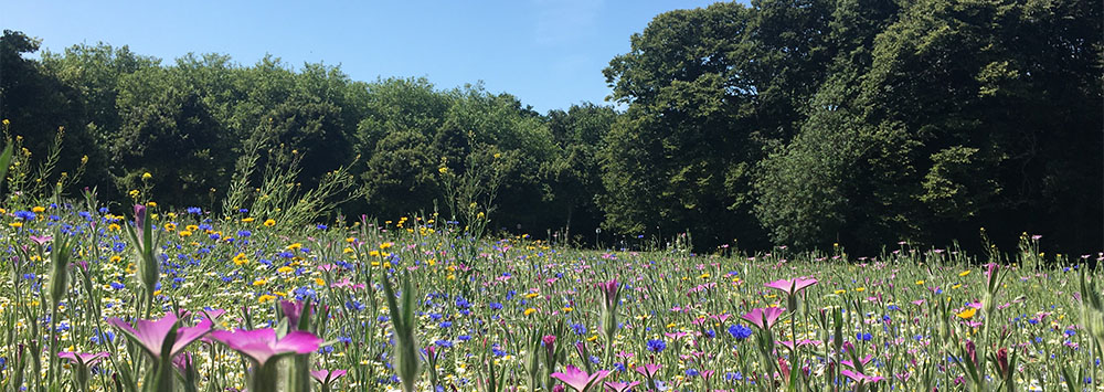 Field of wildflowers on a sunny day