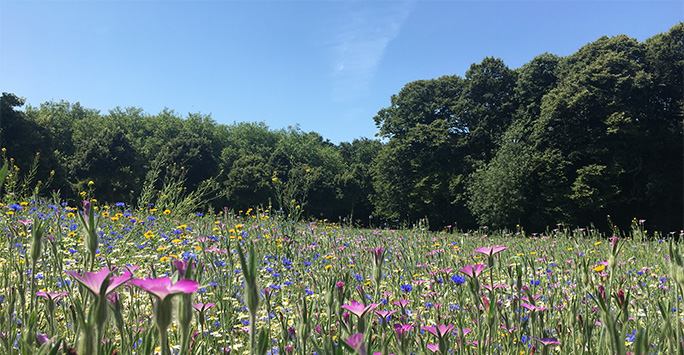 Field of wildflowers on a sunny day