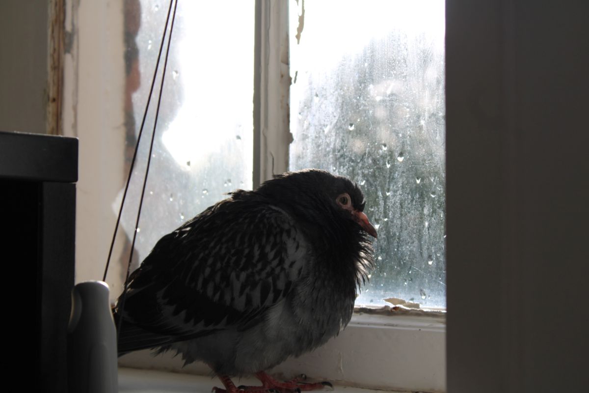 A wet pigeon perched on a windowsill, sheltering from the rain.