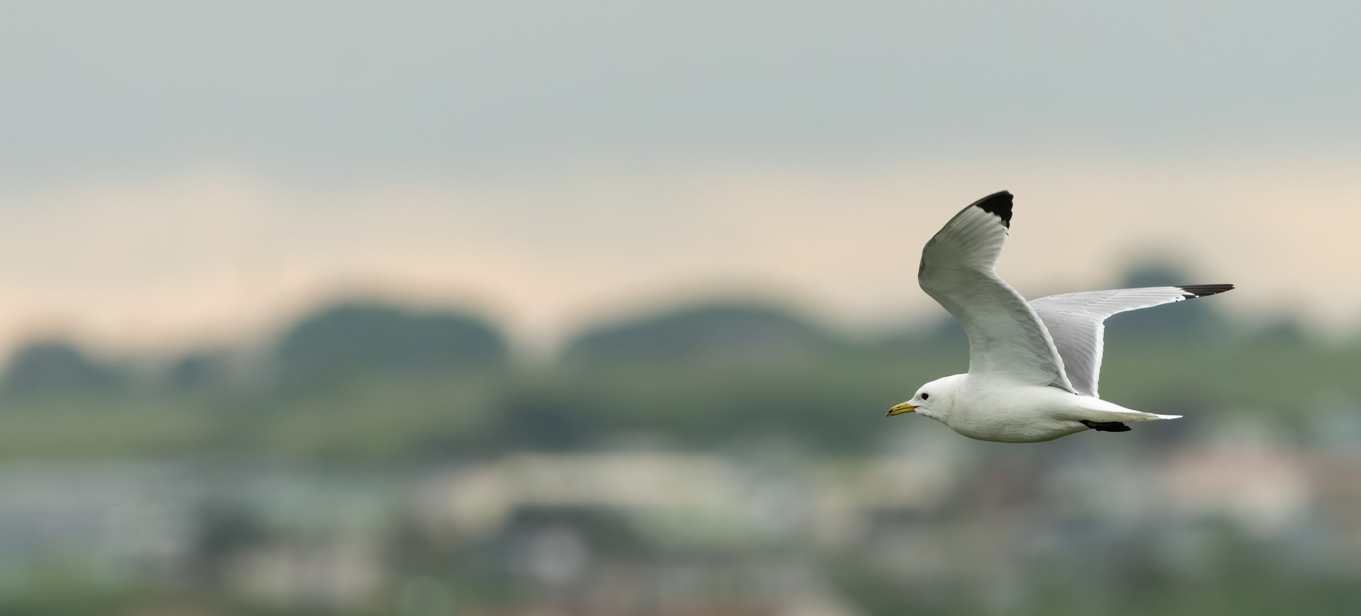 Artic seabird flying with landscape in the background