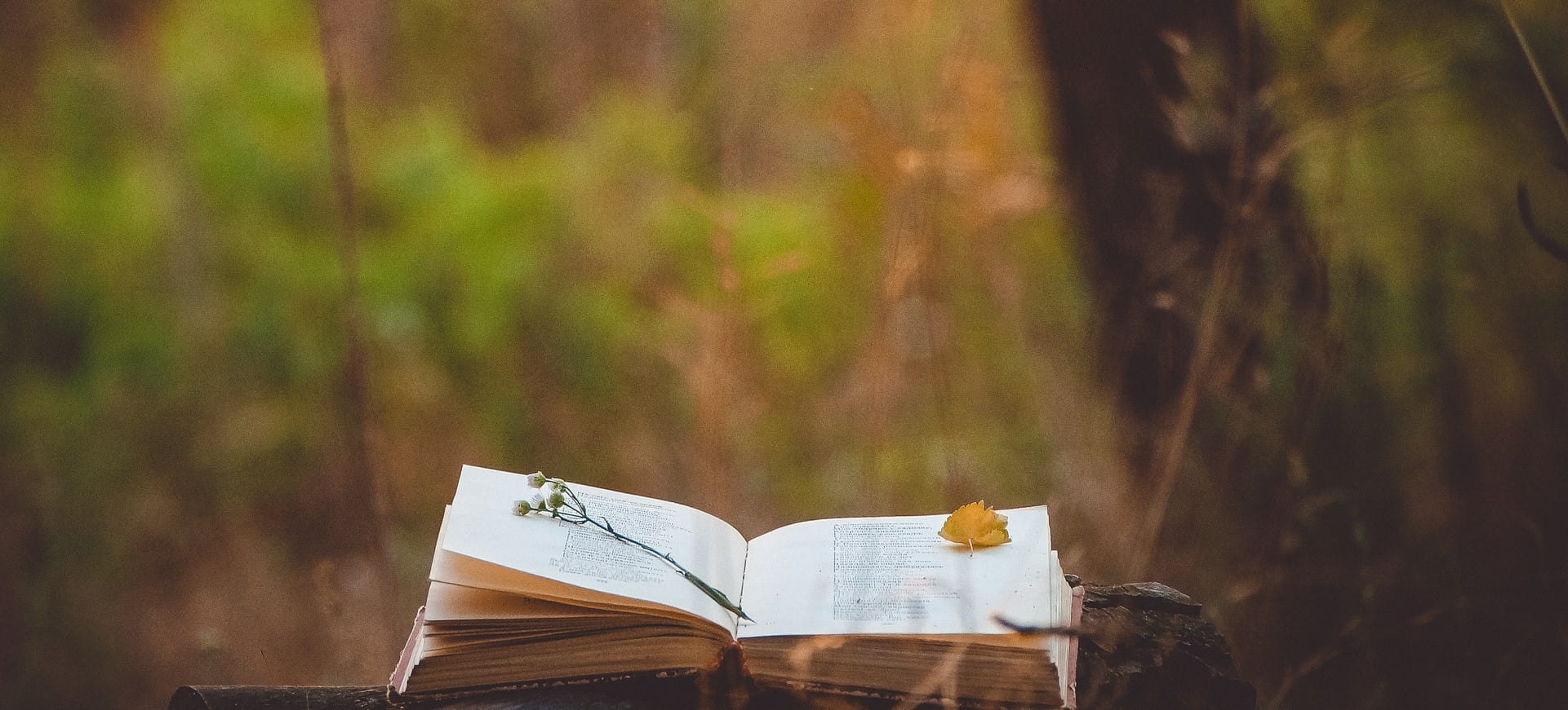 An open book with nature landscape in the background