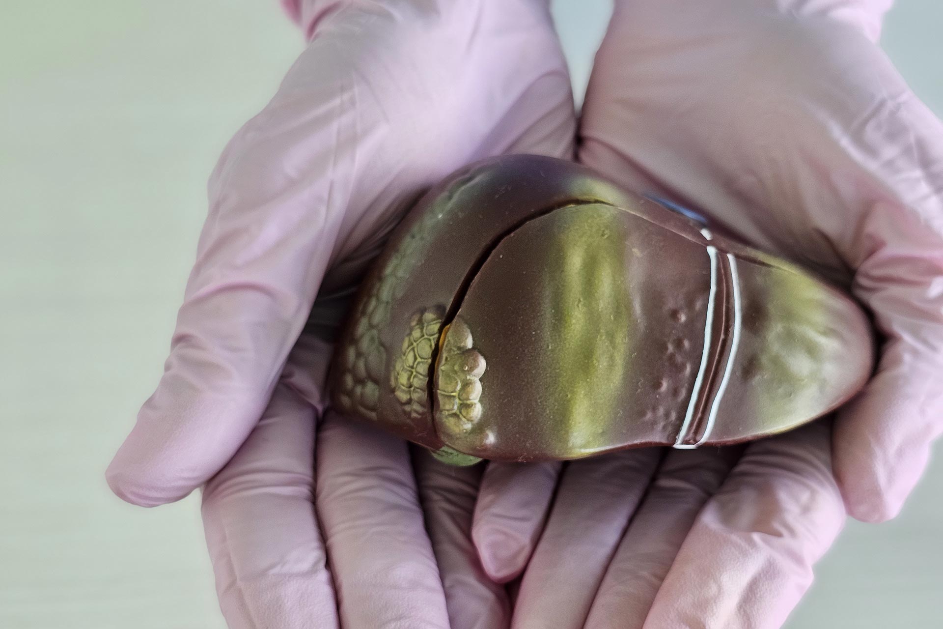 Model of a human liver held in gloved hands in a medical or educational setting