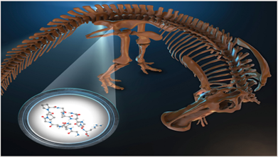 Lucien Tuinstra - Collagen in Bone Fossils image