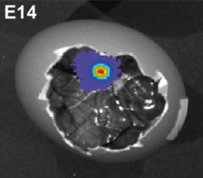Image of interior of an egg during scanning