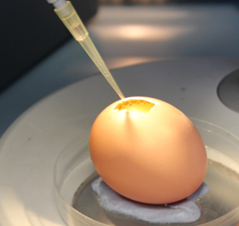Image of an egg during testing