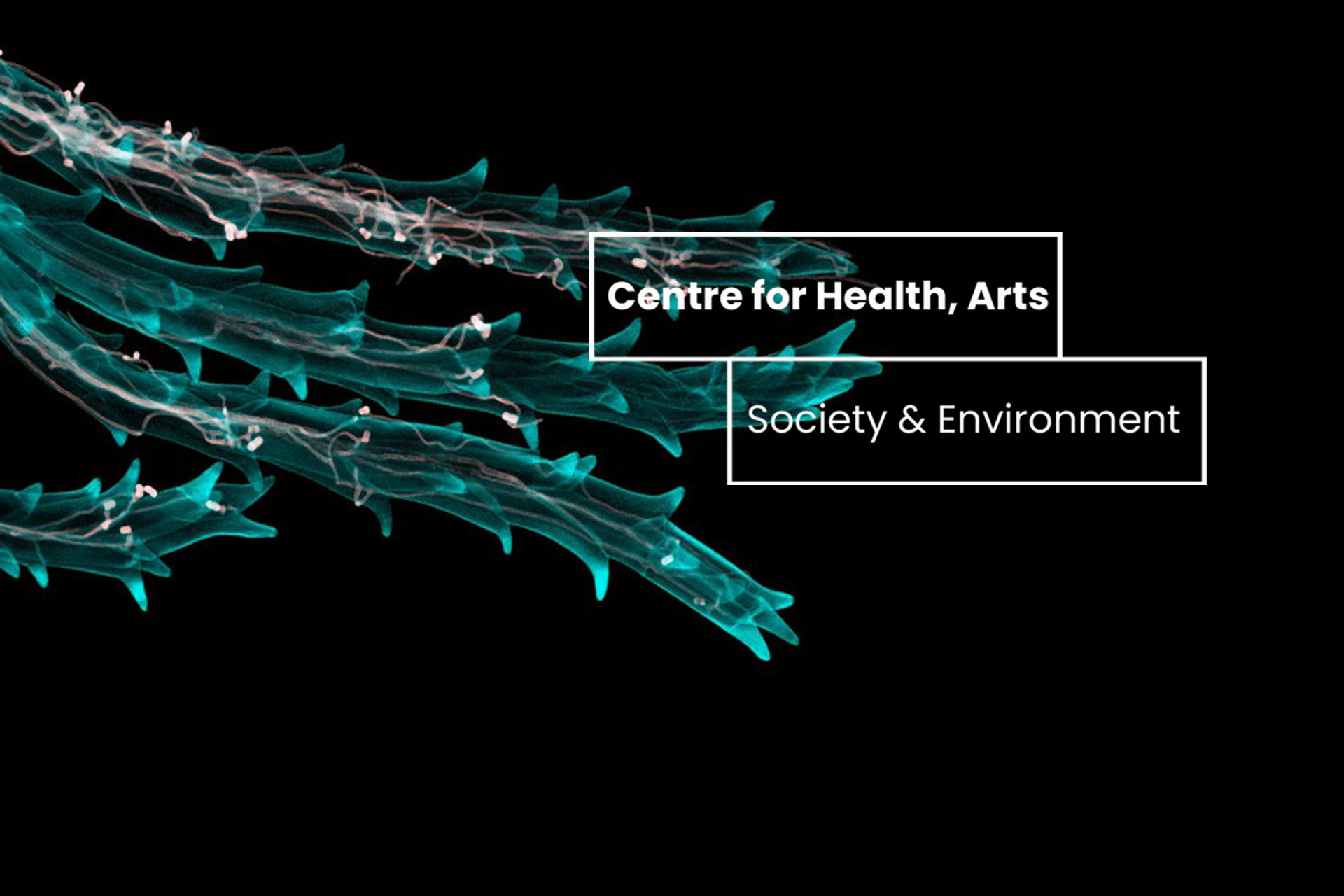 A dark banner with a green biological element, with Centre  for Health, Arts, Society and Environment written over it