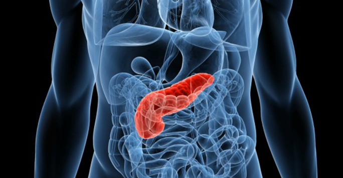 Pancreas