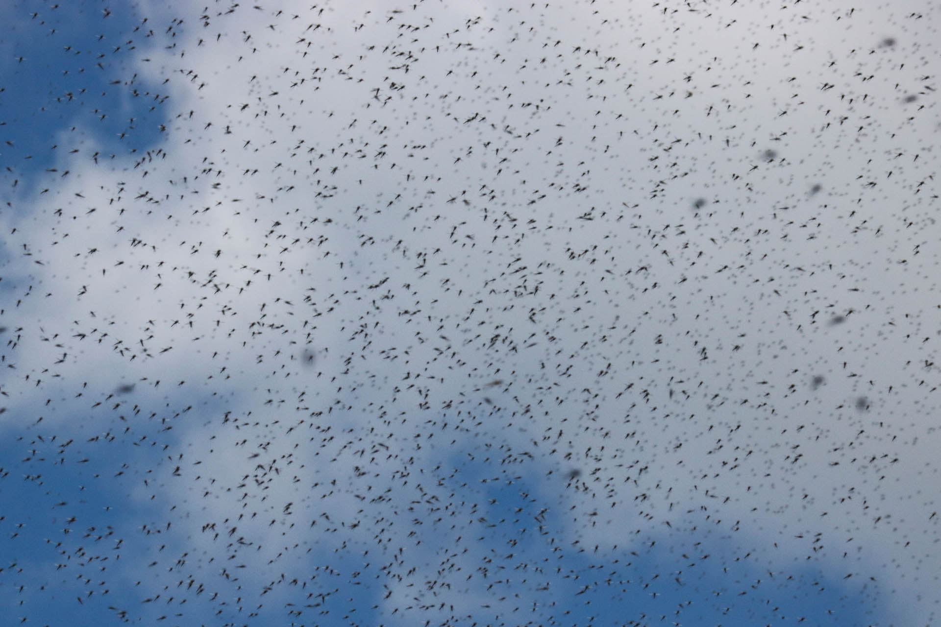 Swarm of gnats in the sky