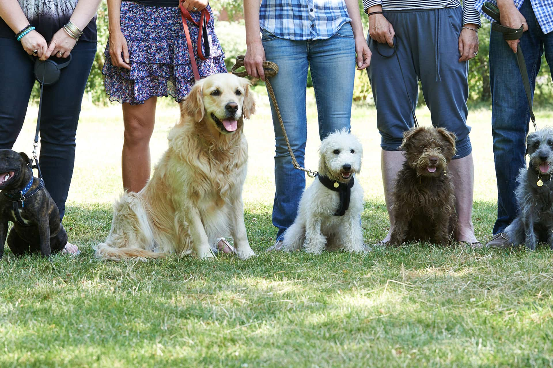 Dogs sitting on grass with their owners