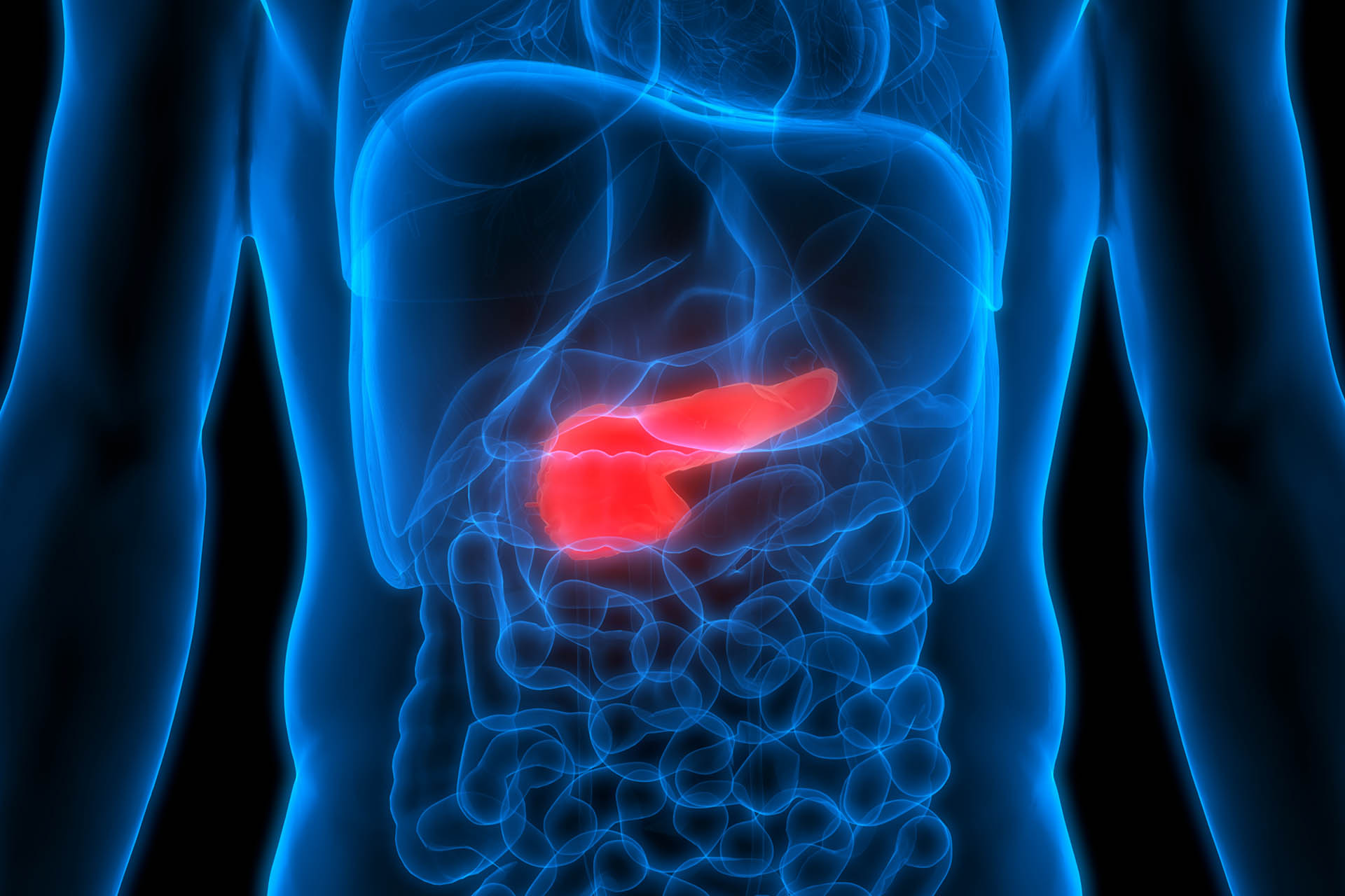 Illustrated xray image of body with highlighted pancreas