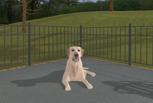 Virtual dog sitting