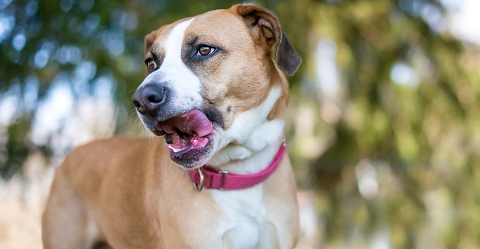 Dog licking its lips